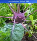 Vegetable Seeds -Purple Kohlrabi 100 Heirloom Seeds Kohl rabi