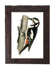 Vintage Woodpecker Bird Illustration Retro Antique Home Decor 5x7 Wall Art Card