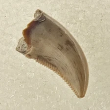 Saurnitholestes 0.35" Raptor Tooth Fossil Theropod Dinosaur - Judith River - MT