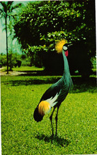 African Crown Crane At Hialeah Park Miami Florida FL c1960 Vintage Postcard