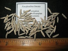 Permian fusulinid microfossils Large foram Index fossil Parafusulina lineata x5
