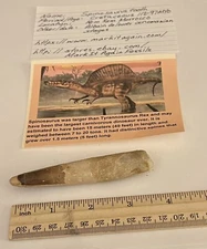 Spinosaurus Tooth Dinosaur Fossil 3.75” not T Rex Cretaceous CS210