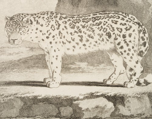 BAQUOY (*1721) nach SÈVE (*1742), Ansicht eines Schneeleoparden, um 1770, KSt. - Bild 3 von 5