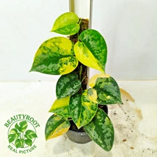 Real Picture Scindapsus Bakudapati Beauty Variegated Free Phyto