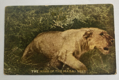 Vintage Postcard c1909 ~ Lion, The King of the Masai Velt, Teddy Roosevelt Tour