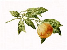 Mandarin Branch W. Hekking Citrus Tile Mural Kitchen Backsplash Marble Ceramic