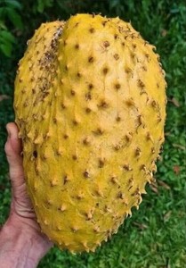 Annona muricata "Golden Soursop"