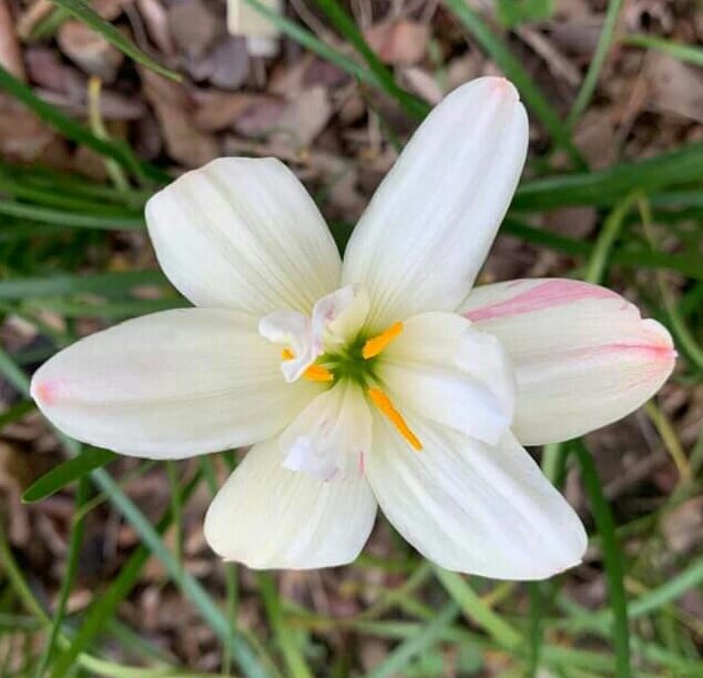 Double-Flowered Rain Lily Bulb🐇Zephyranthes 'White Bunny