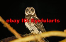 Owls Corel Royalty-Free Stock Photo CD-ROM Disk USB