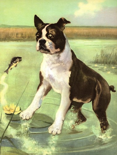 Vintage Boston Terrier Print Wesley Dennis Boston Terrier Wall Art Decor 6990c