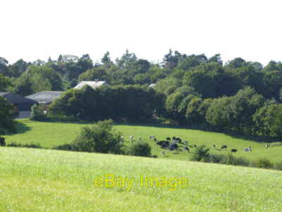 Photo 6x4 Cattle grazing with glimpse of Threal's Farm Smock Alley  c2015
