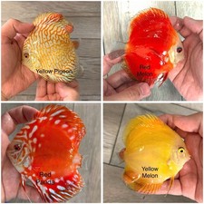 Pack Of 4 - 3.5  - 4  Live Discus Fish Freshwater Aquarium - Express shipping
