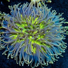 CS 4"+ RADIOACTIVE HELIOFUNGIA PLATE - WYSIWYG LIVE CORAL