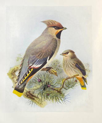 Antique Bird Print Zoological Color Illustration Plate Bohemian Waxwing