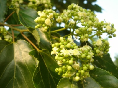 JAPANESE RAISIN TREE Hovenia Dulcis - 15 SEEDS. FREE S&H | eBay