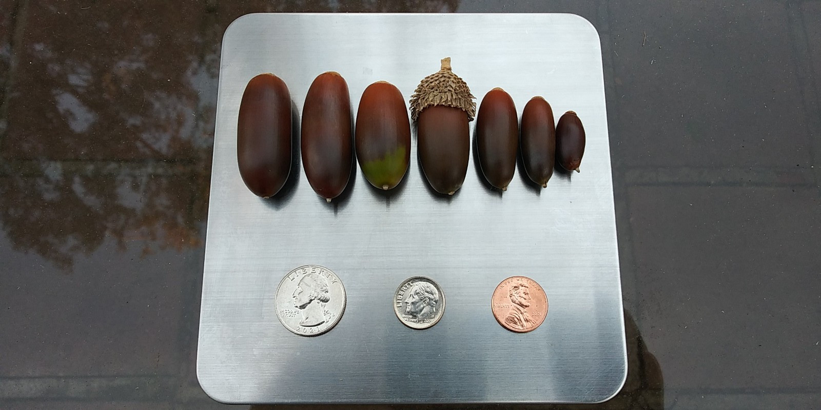 Acorns, Cork Oak, 100ct Fresh, Standard Pick - Fall 2025 - Good for Growing