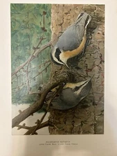 Louis Agassiz Fuertes Red Breasted Nuthatch Ornithology Lithograph Birds Look!!!