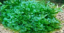 Subwassertang moss Super Easy Low Light Fish Tank Plant. Great For Shrimp