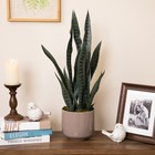 Northlight 29 Two Tone Green Artificial Potted Snake Plant
