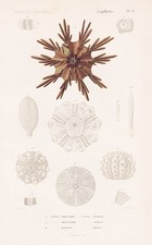 Seeigel Echinus tribuloides sea urchin gravure engraving Stahlstich Cuvier 1849