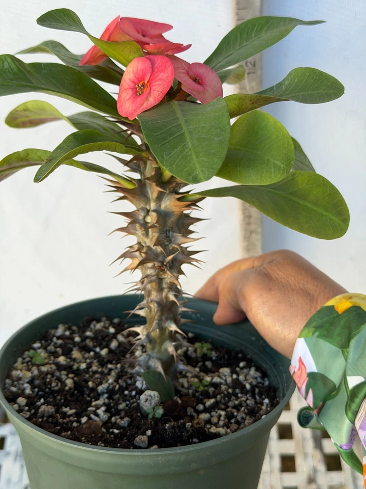 Euhorbia Milii Crown Of Thorns Corona de Cristo 'Name it Yourself'  New Seedling - Image 4 of 4