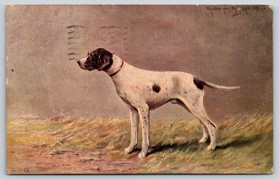 Muller~German Shorthaired Pointer Dog Looks For Birds~c1910 Vintage Postcard