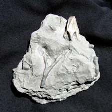 EXTREMELY RARE STEPHANOCRINUS FROM NEW YORK - NEITHER A BLASTOID NOR A CRINOID!