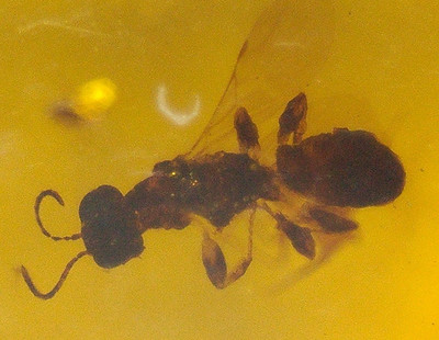 2 Wasps with 3 Flies and Beetle in Burmese Burmite Amber Fossil Dinosaur Age