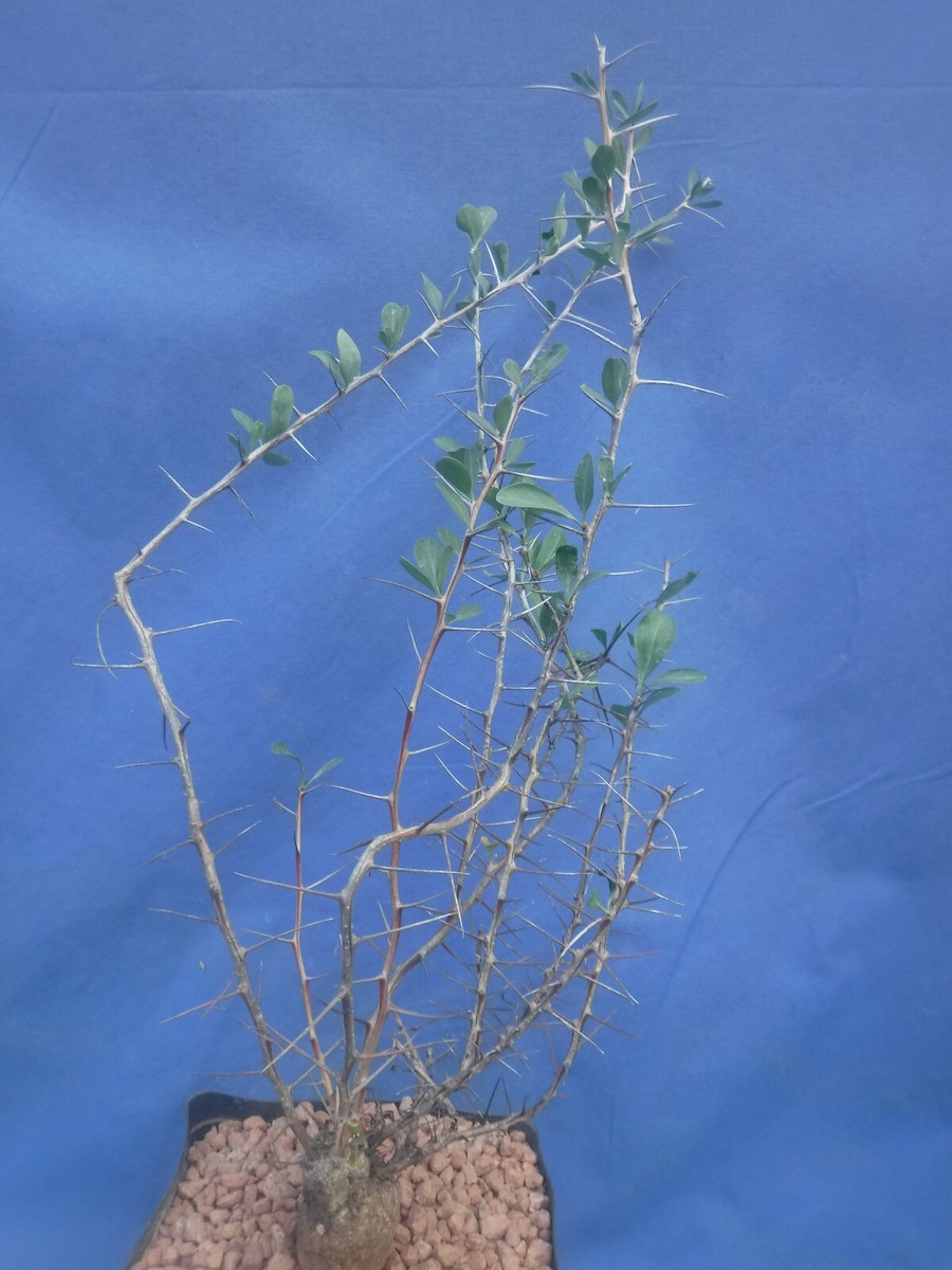 Boojum Tree Fouquieria columnaris 14