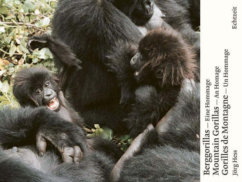 Thumbnail - Berggorillas - Moutain Gorillas - Gorilles De Montagne Jör ...