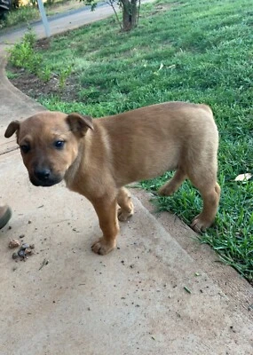 Red Heeler Cattledog Pups Dogs Puppies Gumtree Australia Lachlan Area Condobolin 1258716741