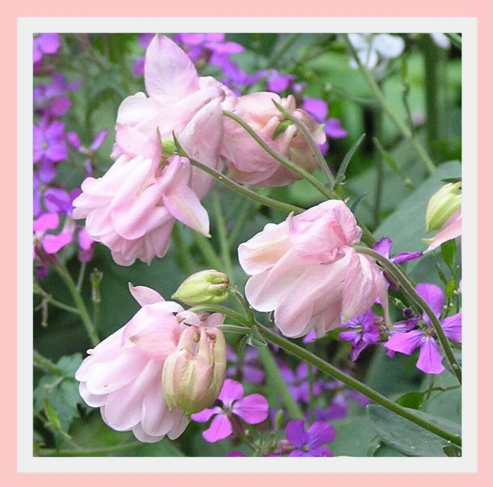 Aquilegia, Granny Bonnets, Columbine  Ballerina Pink Flower 50 plus  Seeds - Image 2 of 4