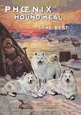 SAMOYED DOG GREETING CARD DOG NOTE CARD