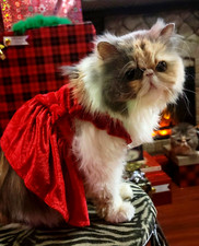 Pet Dress Dog or Cat Red Velvet Look Holiday or Party sz xs sm ea New 