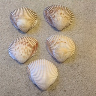 5 x Vintage Atlantic Giant Cockle Shells approx 4" By 4" Each VGC crafts
