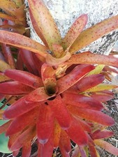 Neoregelia CAMORIMIANA Bromeliad one tropical plant MEDIUM 