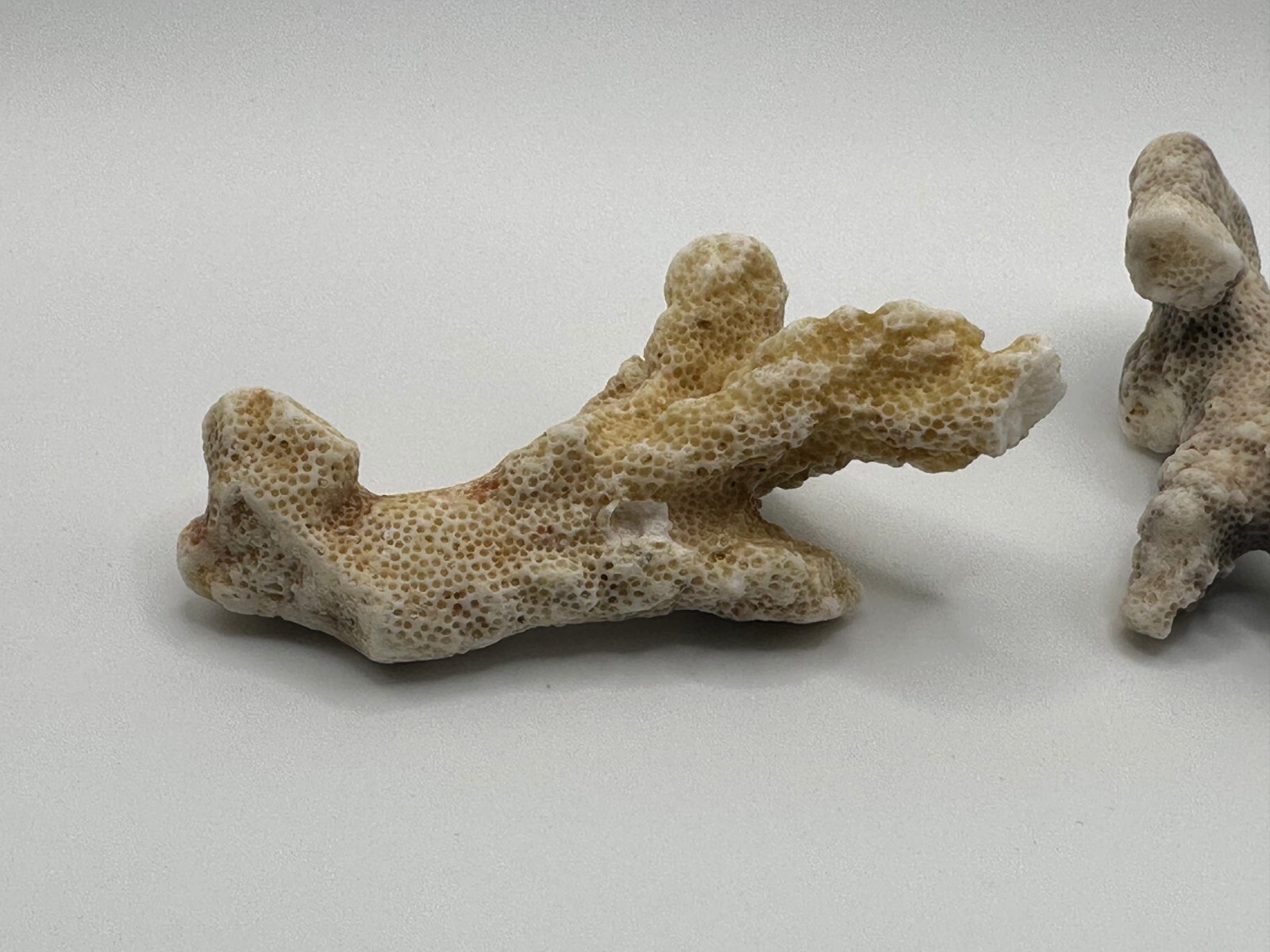 Pure Unique Natural Dead Sea Stones Coral Reef Fossils Four Small Rocks
