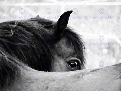 85988 GRAPHY ANIMAL BLACK WHITE HORSE MANE EYE Decor Wall Print Poster