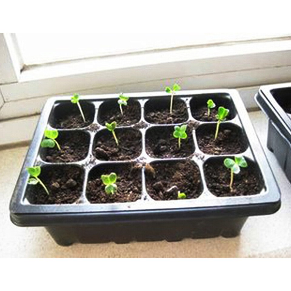 3 Pcs Germination Plant Starter Tray with Lid Appetizer eBay