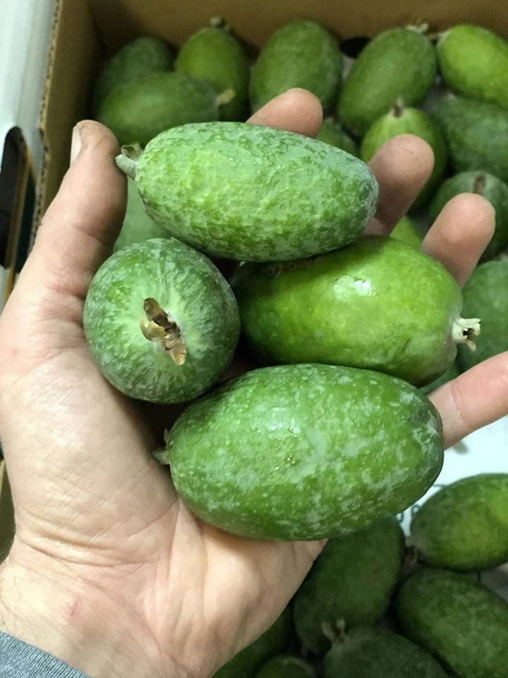 20 Guava Fruit Bonsai Tree Seeds Grow Exotic Delicious Tropical Bonsai Tree - Image 4 of 4