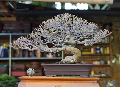 Real Plant Bonsai Ficus Microphylla Kimeng Old Tree Phytosanitary certificated