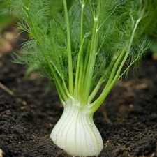 Fennel Florence Seeds, Sweet Flavor, Medicinal, Edible, Non-GMO, Free Shipping