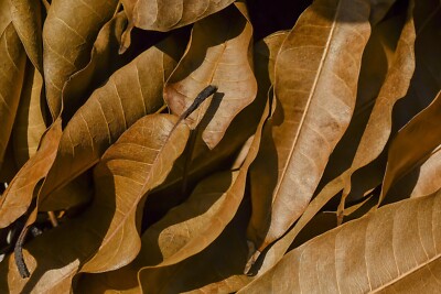 Best Dried Mango Leaves Quality 100% ORGANIC Herbal Natural Fresh Mango Leaf