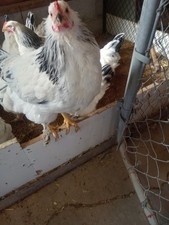 6 Light Brahma hatching eggs