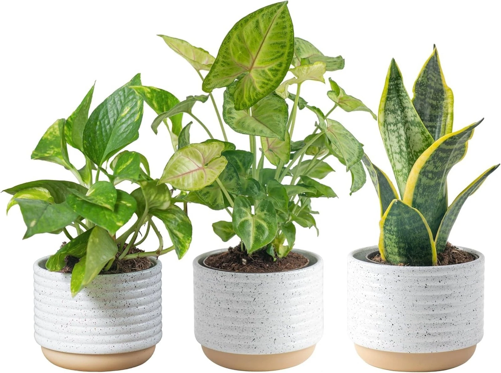 Costa Farms House Plant Collection