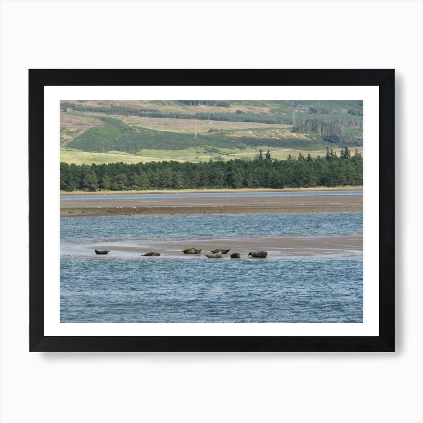 Scottish Coastal Seals Framed Canvas Wall Art Print