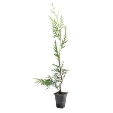 Murray Leyland Cypress in 3.5” Nursery Cubes, Cupressocyparis leylandii ‘Murrayi