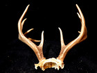 Deer Antler Rack Scull Cap 10 Point Lot C — photo 7