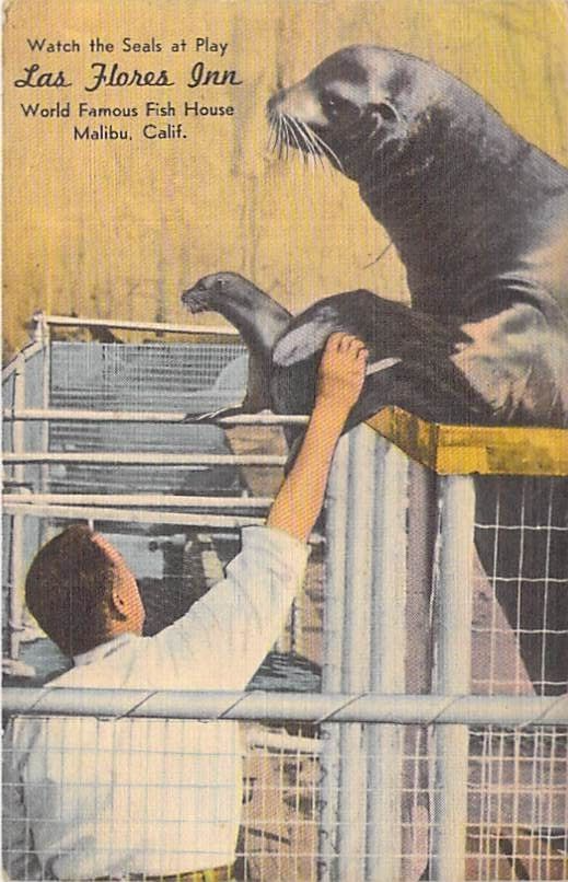 Watch Seals Play at Las Flores Inn Beach in Malibu California-image