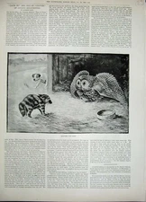 Original Old Antique Print 1892 Fine Art Farmyard Owl Kitten Bird Puppy Dog